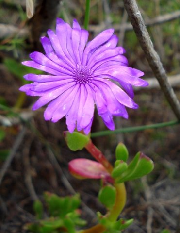 Erepsia inclaudens twisted petals